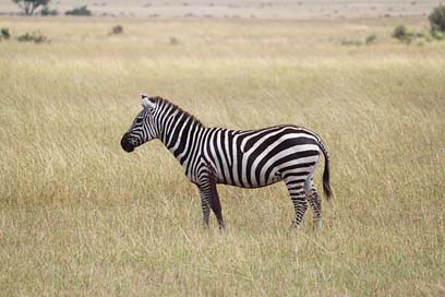 Zebra Animal Serengeti Africa Picture