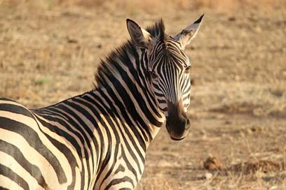 Zebra Safari Wild-Animal Crosswalk Picture