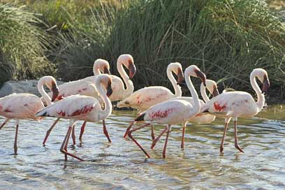 Flamingos Wildlife Wild Birds Picture