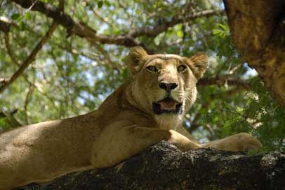Lioness Cat Wild Wildlife Picture