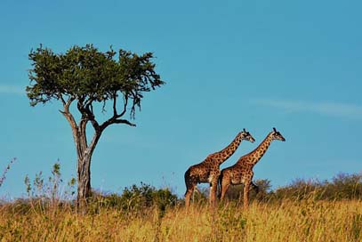 Wildlife Mammal Tanzania Africa Picture