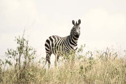 Zebra Serengeti Wildlife Safari Picture