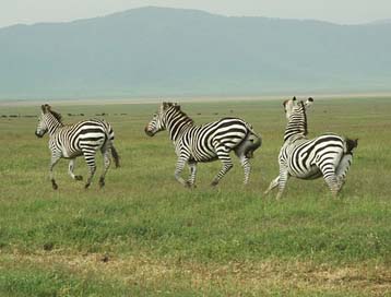 Zebra Animal Tanzania Safari Picture