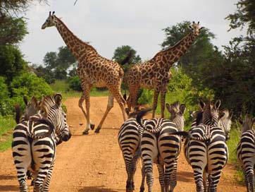 Zebras National Mikumi Tanzania Picture