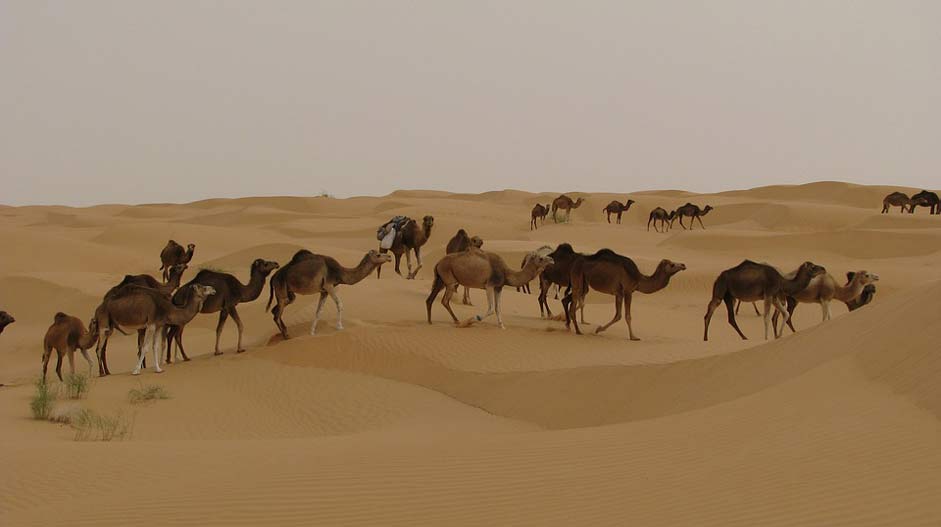 Djerba Tunisia Desert Camels