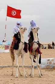 Tunisia Bedouin Animal Camel Picture