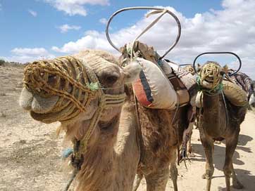 Camel Animal Tunisia Head Picture