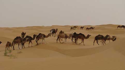 Camels Djerba Tunisia Desert Picture