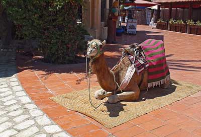 Camel Saddle Derka Clothing Picture