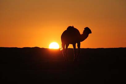 Tunisia Sun-Rise Camel Desert Picture
