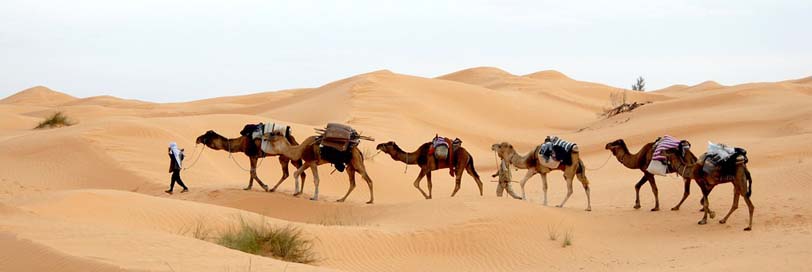 Tunisia Sand Caravan Desert Picture