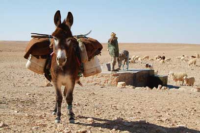 Donkey Tunisia Desert Sahara Picture