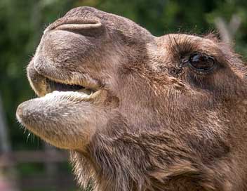 Camel Tunisia Desert-Ship Animals Picture