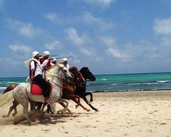Tunisia Sea Horses Djerba Picture