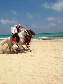 Tunisia Riding Horses Djerba Picture
