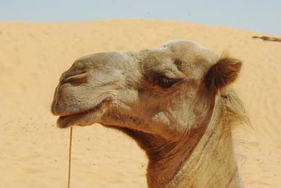 Tunisia Look Head Dromedary Picture