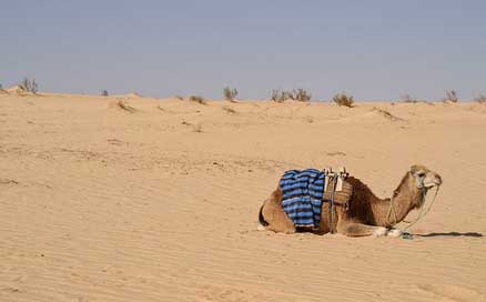 Dromedary Desert Tunisia Sahara Picture