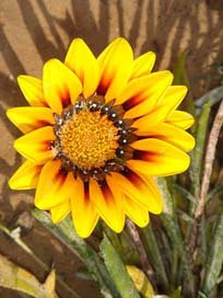 Tunisia Yellow Nature Flower Picture