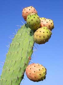 Prickly-Pear South Fruit Hindi-Thala-Tunisia Picture