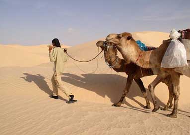 Sahara Turban Guide Camels Picture