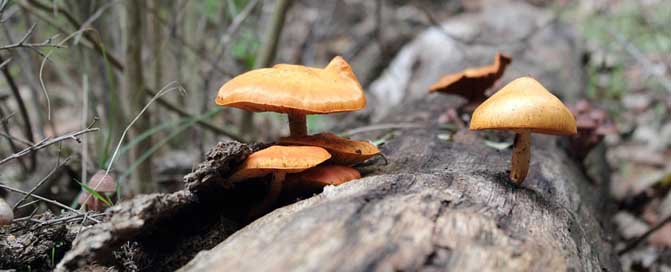 Mashroom Green Natural Nature Picture