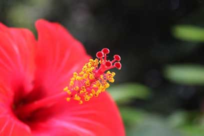 Hibiscus Close-Up Pistil Flower Picture