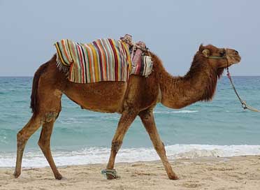 Dromedary Tourism Sea Animal Picture