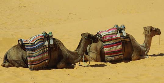 Tunisia Camel Camels Tataouine Picture