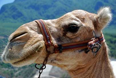 Animal Desert Zoo Camel Picture