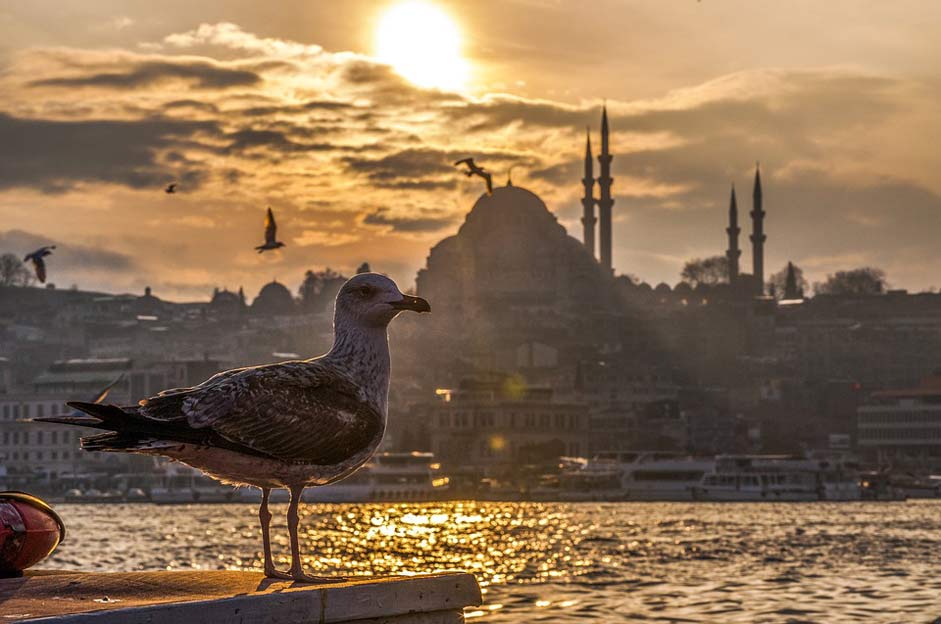 Turkey Cami Marine Seagull
