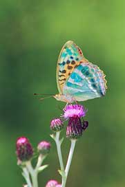 Butterfly Flower Animal Nature Picture