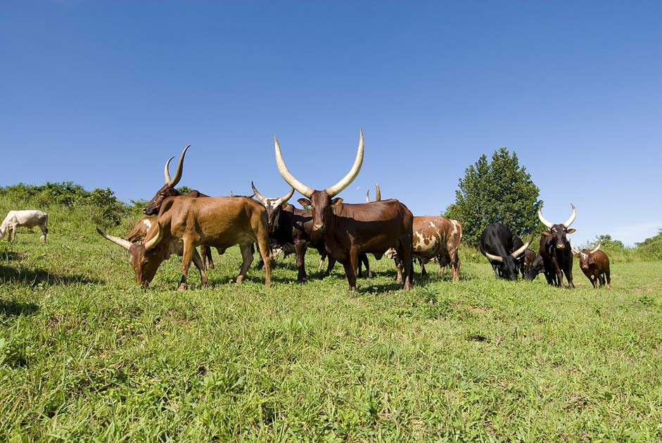 Uganda Grazing Cows Ankole-Cows