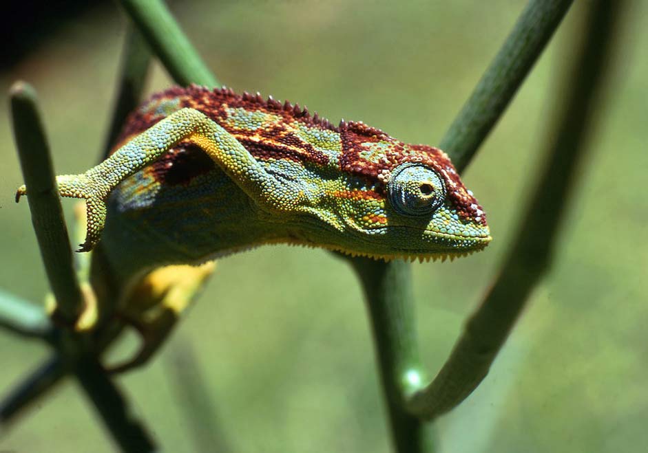Outdoors Animal Wildlife Chameleon