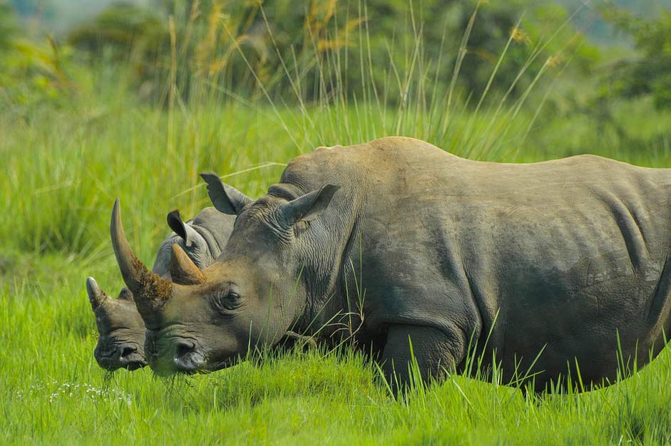  Nature-Photos Uganda Rhino