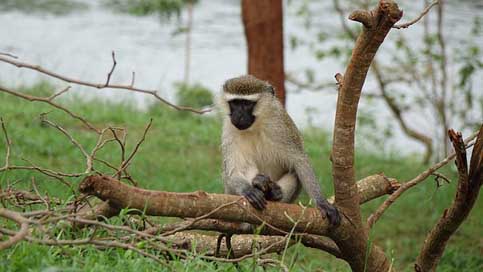 Monkey-In-Small-Tree   The-Source-Of-The-River-Nile Picture