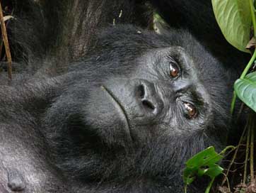 Mountain Uganda Beringei Gorilla Picture