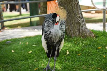 Crane Uganda Bird Crowned Picture