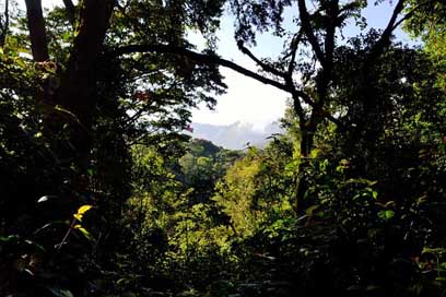 Bwindi-Impenetrable-Forest Nature Africa Uganda Picture