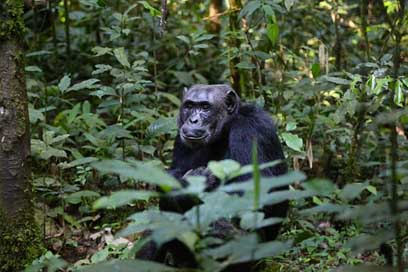 Chimpanzee Ape Monkey Uganda Picture