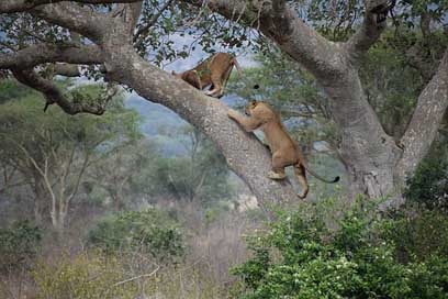 Ishasha Lion Climbing Tree Picture