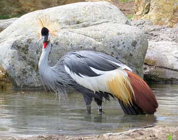 Grey-Crowned-Crane  Crane Uganda-National-Bird Picture