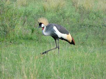 Crested Bird Uganda Crane Picture