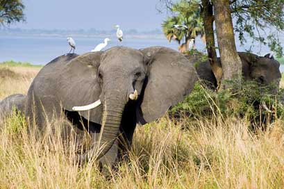 Elephant Mammal Uganda Murchison-National-Park Picture