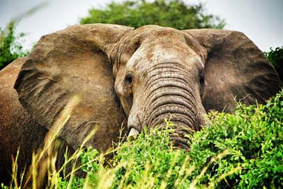 Uganda Elephants Safari Elephant Picture