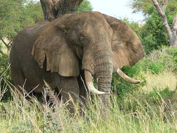 Elephant Nature Wildlife Uganda Picture