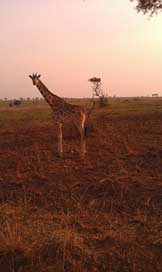 Giraffe Savanna Uganda Safari Picture