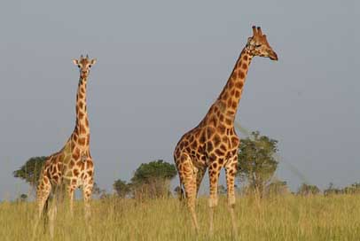 Giraffes Animals Uganda Safari Picture