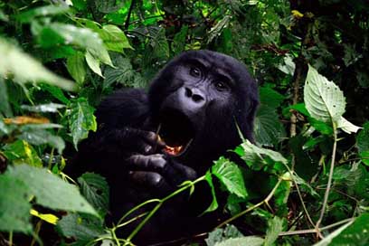 Gorilla Animal Uganda Bwindi-Impenetrable-Forest Picture