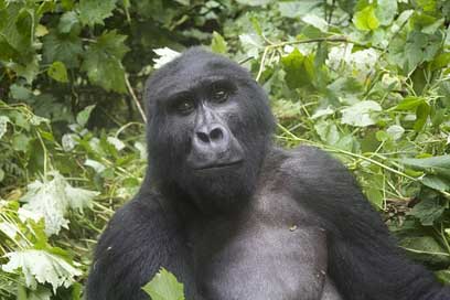 Gorilla Posing Uganda Wildlife Picture