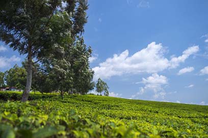 Tea-Plantation Landscape Green Wallpaper Picture